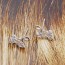 20986 фото | Brulik